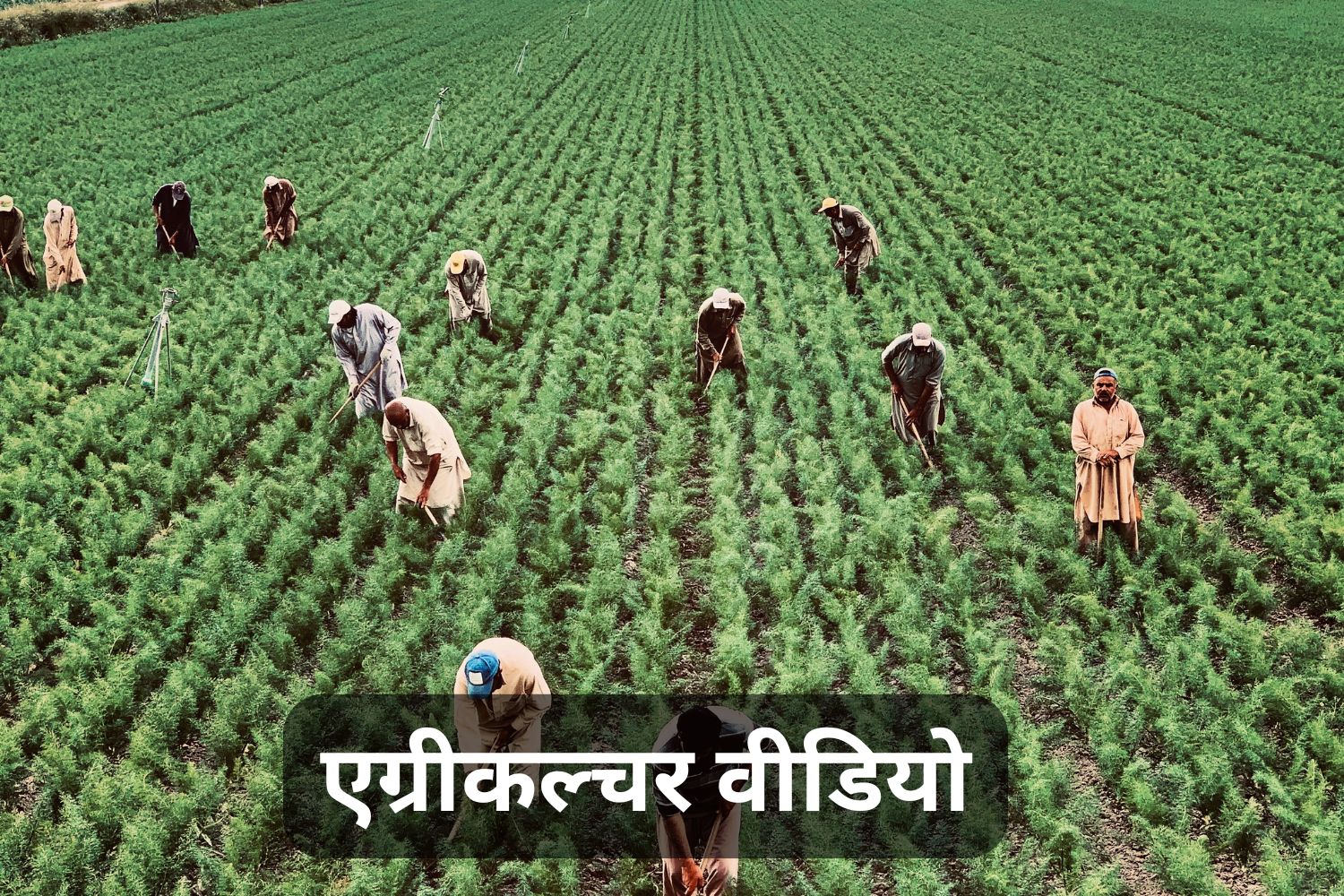 एग्रीकल्चर वीडियो (Agriculture Videos)